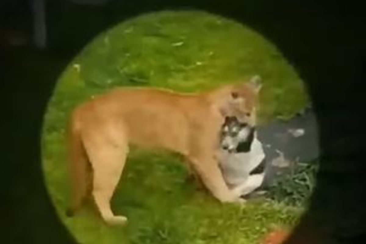 घराच्या अंगणातच सिंहिणीचा पाळीव श्वानावर हल्ला; दुसरा कुत्रा बचावासाठी आला अन्..., Shocking Video