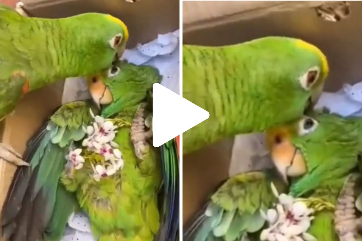 हृदयस्पर्शी व्हिडीओ