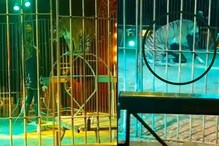 वाघाचा ट्रेनवर हल्ला; खाली पाडलं मग जबड्यात पकडली मान अन्.., थरकाप उडवणारा Video