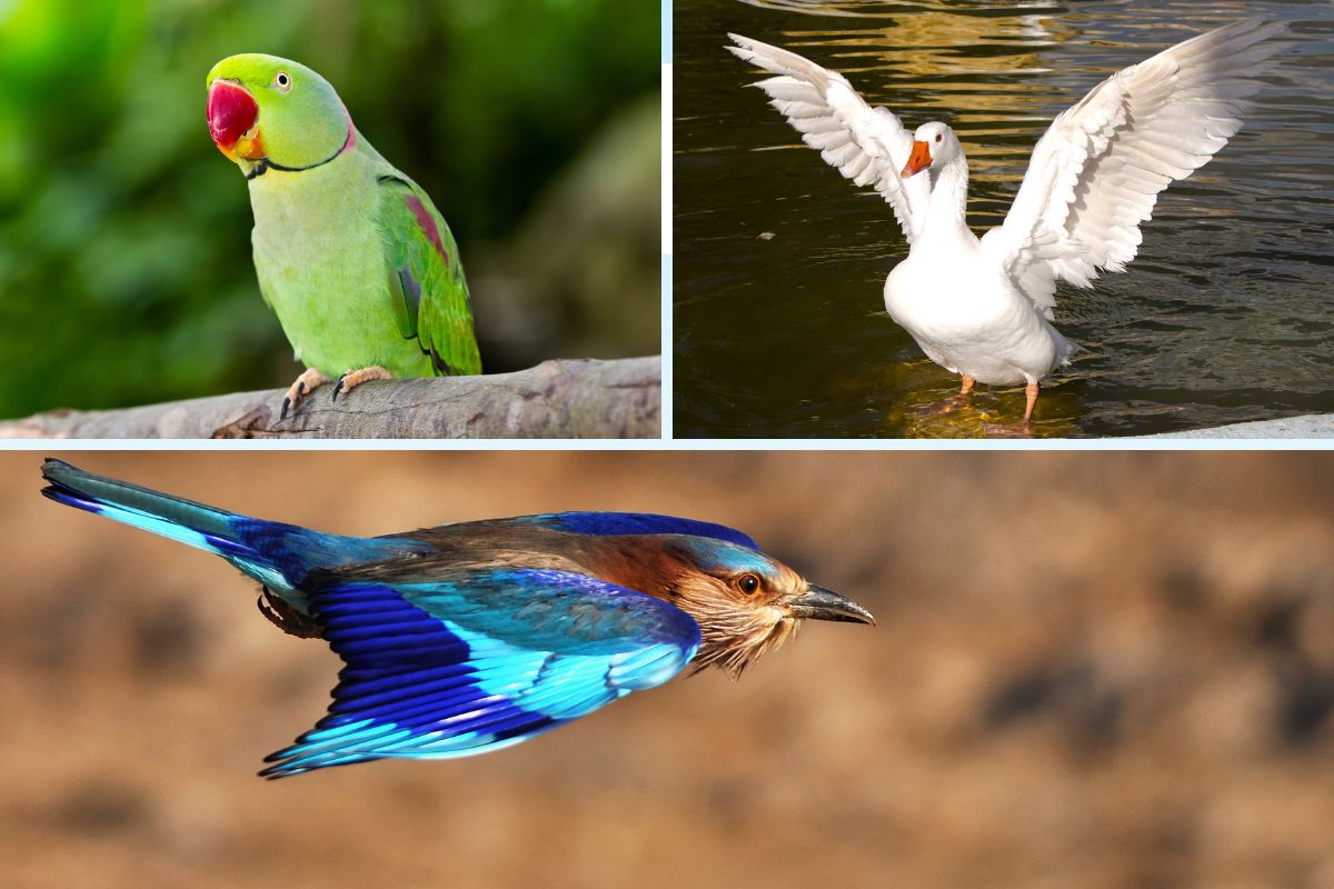 स्वप्नात पोपट दिसला तर..? तुम्हालाही दिसतात का पक्षी?