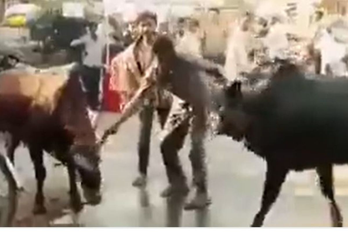 2 बैलांचं भांडणं सोडवायला गेला व्यक्ती, पुढे त्याच्यासोबत जे घडलं ते पाहून लावाल डोक्याला हात, VIDEO