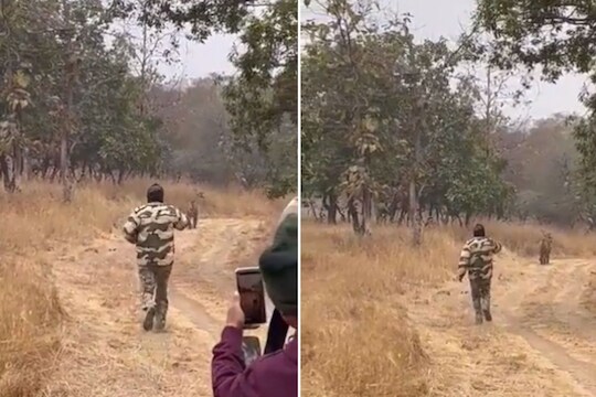 जीवापेक्षाही फोटो महत्त्वाचा? मोबाईल घेऊन चक्क वाघाच्या मागे धावू लागला व्यक्ती, पुढे काय झालं पाहा..VIDEO