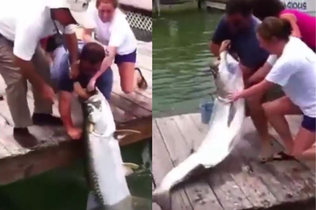 फिशिंग करतानाच माशाने व्यक्तीवर केला जबर हल्ला, शेवटपर्यंत सोडलंच नाही..भयानक VIDEO