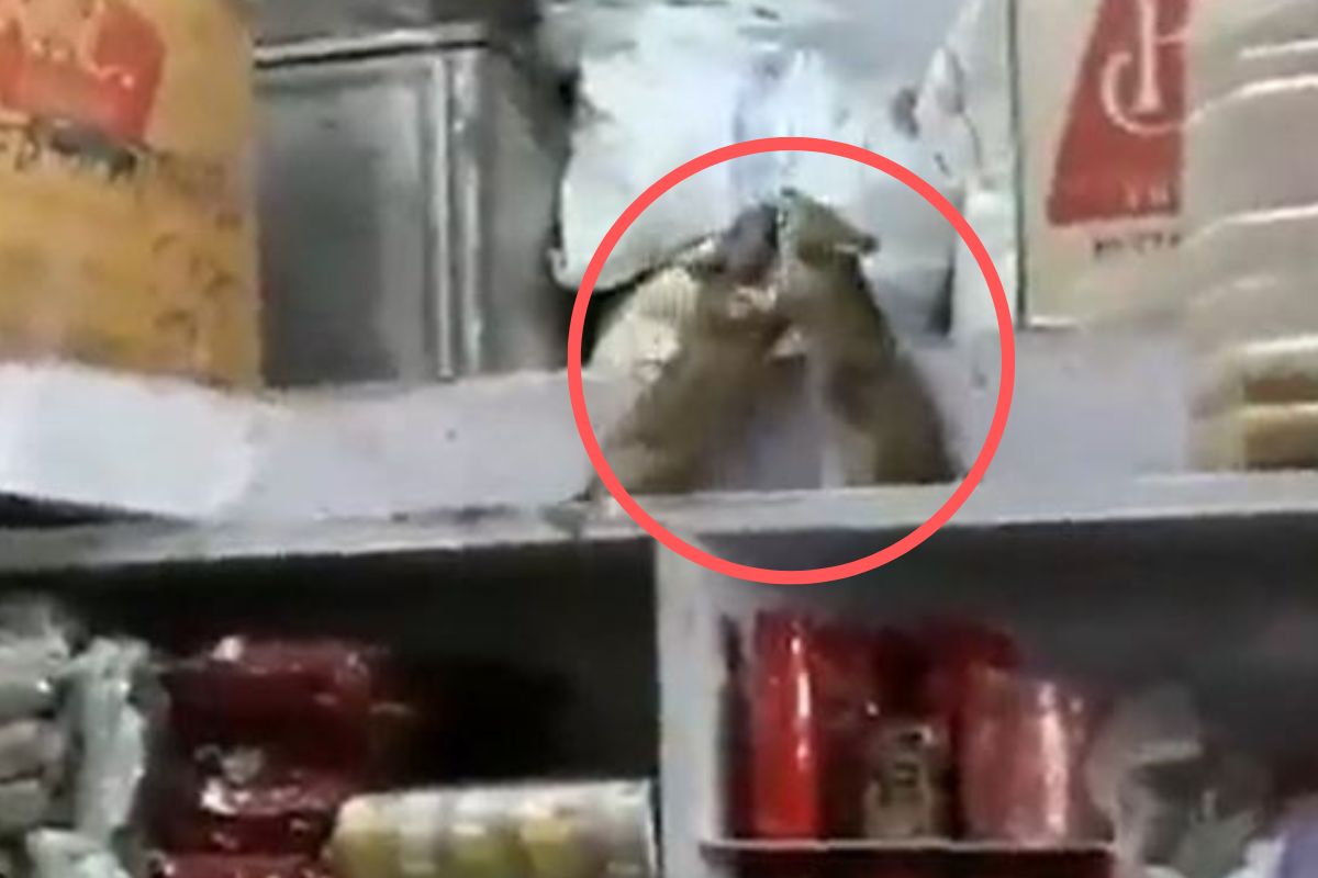 किराणा दुकानातच 2 उंदरांची जबर 'मारामारी'; कधीही पाहिला नसेल असा VIDEO