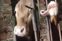 गाय माणसापेक्षाही बुद्धिमान असते? हा VIDEO पाहिल्यावर तुम्हालाही पडेल प्रश्न