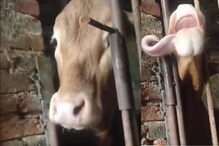 गाय माणसापेक्षाही बुद्धिमान असते? हा VIDEO पाहिल्यावर तुम्हालाही पडेल प्रश्न गाय माणसापेक्षाही बुद्धिमान असते? हा VIDEO पाहिल्यावर तुम्हालाही पडेल प्रश्न