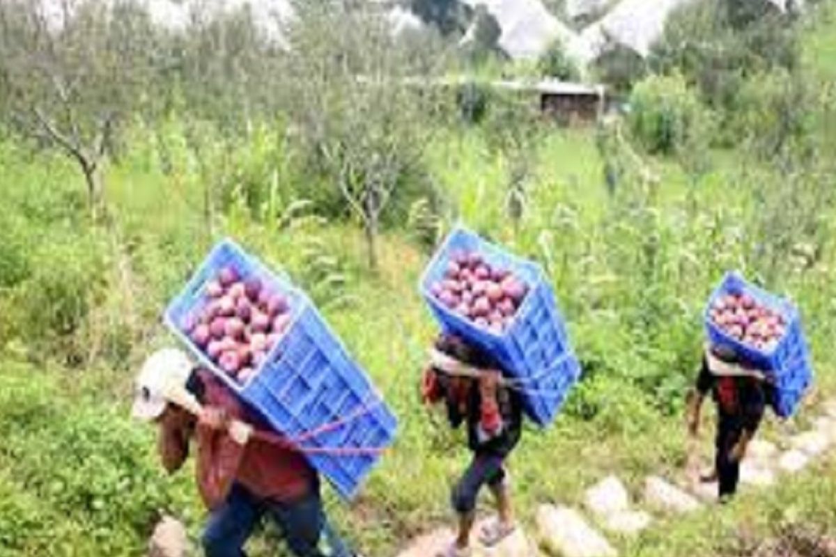 आलिशान घरं..महागडी वाहनं! एका पिकाने बदललं अख्ख्या गावाचं नशीब; इथला प्रत्येक शेतकरी आहे करोडपती