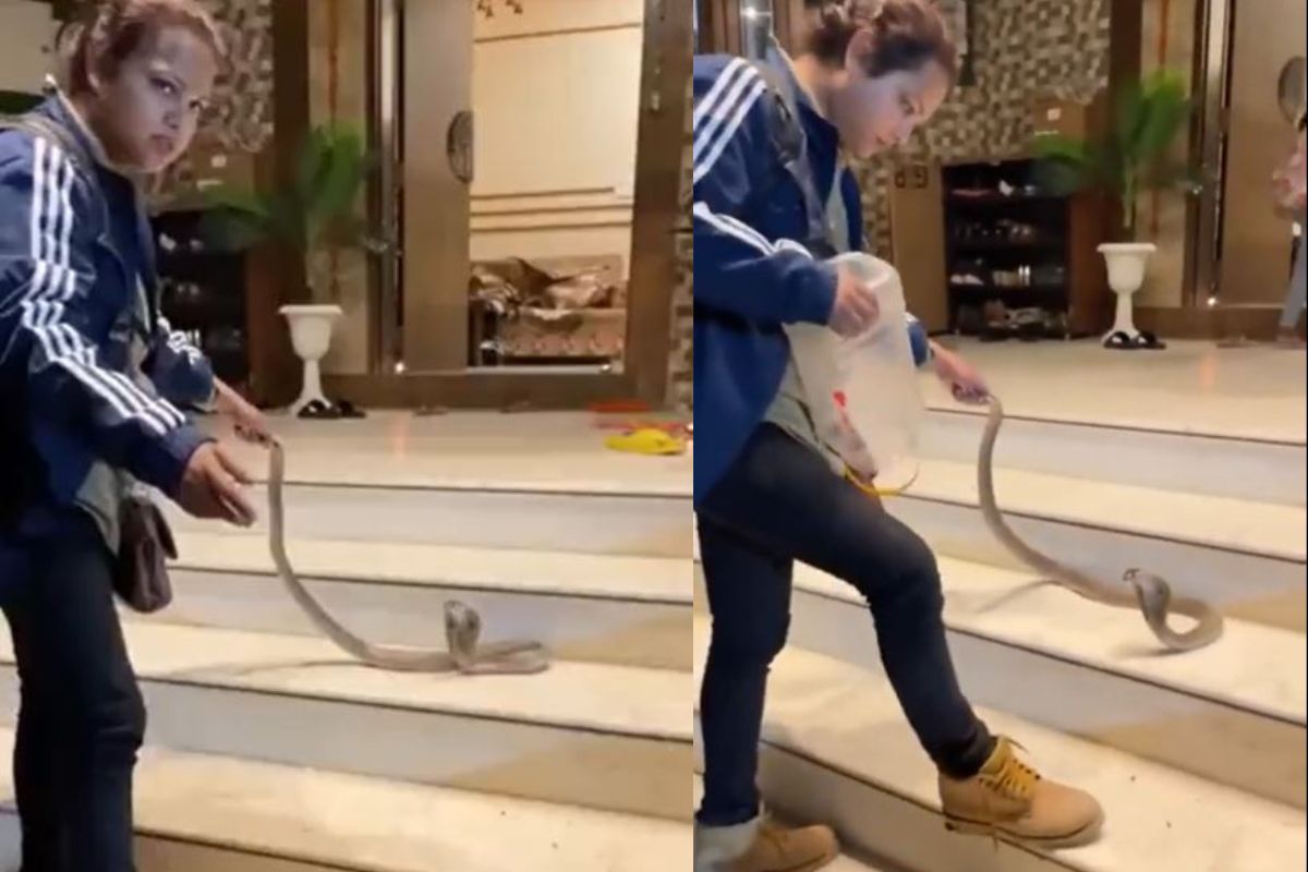 तरुणीने फणा काढलेल्या नागाची शेपटीच पकडली; पुढं जे घडलं ते पाहून फुटेल घाम..VIDEO