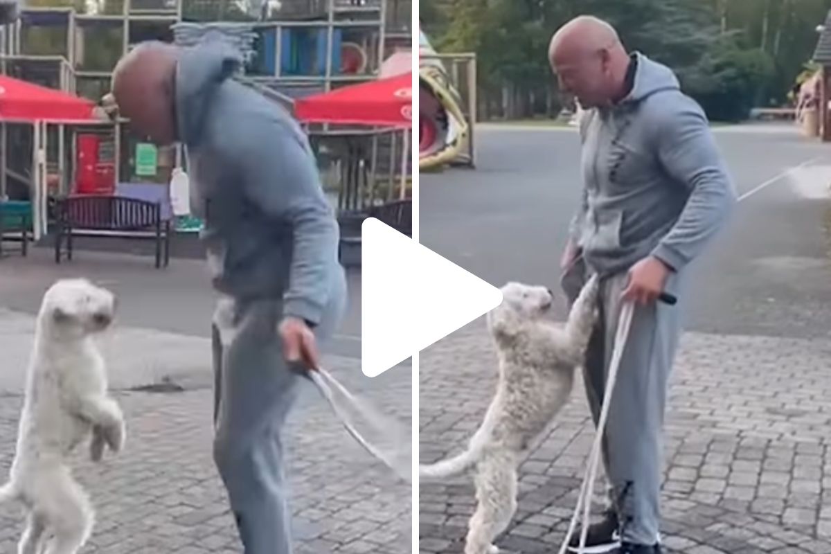 व्हायरल व्हिडीओ