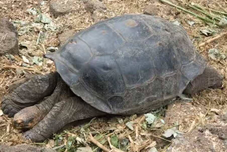 डिएगो कासवाचे वजन सुमारे 80 किलो आहे. त्याची लांबी 35 इंच आहे. 