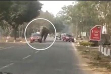 संतापलेल्या हत्तीचा रस्त्यावरच धिंगाणा; पाठलाग करत सोंडेनं उचलली कार अन्..VIDEO
