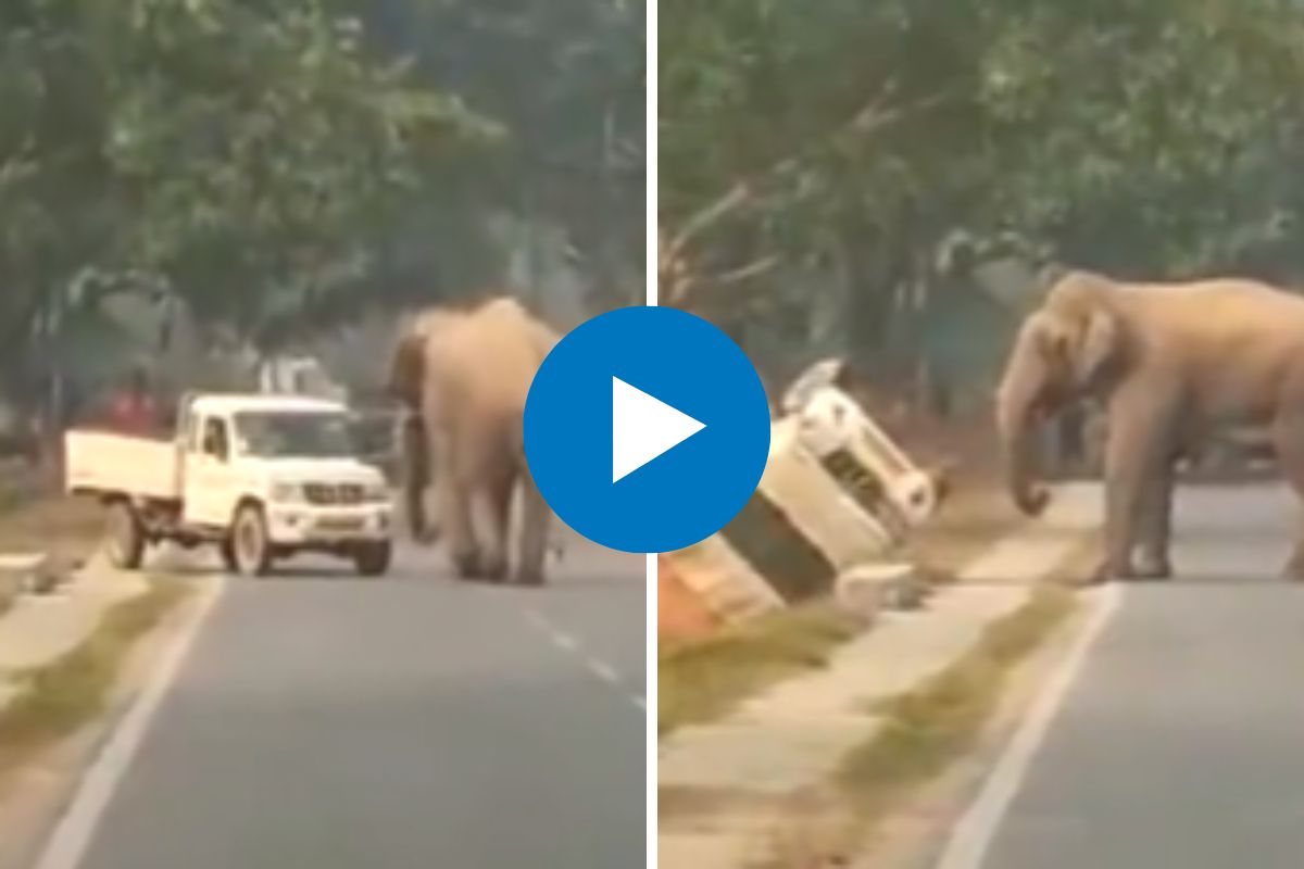 व्हायरल