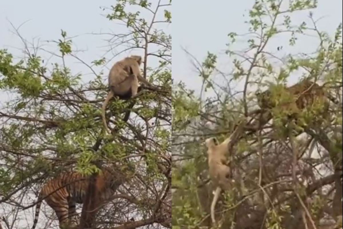 इवल्याशा माकडाने फोडला वाघाला घाम; शिकारीच्या प्रयत्नात असतानाच झाली वाईट अवस्था, मजेशीर VIDEO