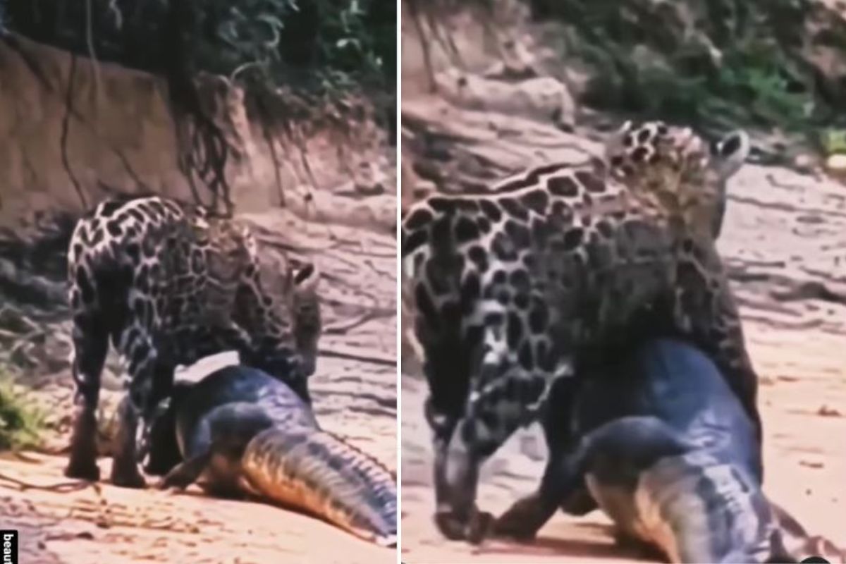 चित्त्याच्या शिकारीचा प्रयत्न मगरीला भोवला; पाण्यातच प्राण्याने केली भयंकर अवस्था, पाहा VIDEO