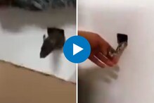 उंदराला वैतागलेल्या व्यक्तीनं केलं असं काही की...,अख्खी टोळी पळाली, पाहा VIDEO