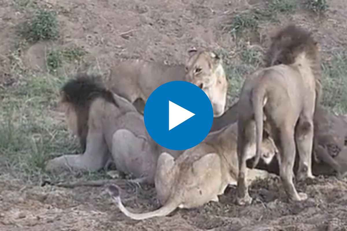 व्हायरल व्हिडीओ