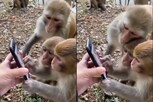 स्मार्टफोन घेऊन माकडांनी केलं असं काही की केंद्रीय मंत्रीही झाले चकित, VIDEO