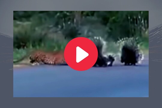 व्हायरल