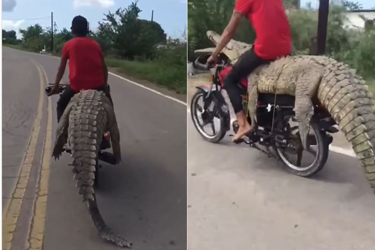 बापरे! हिंमत पाहूनच व्हाल शॉक, मगरीवर बसून दुचाकी चालवताना दिसला व्यक्ती, पुढे काय झालं पाहा..VIDEO