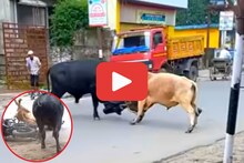 भर रस्त्यात 2 बैलांची जुंपली भांडणे; 26 सेकंदांच्या VIDEO मध्ये पाहा काय घडलं?