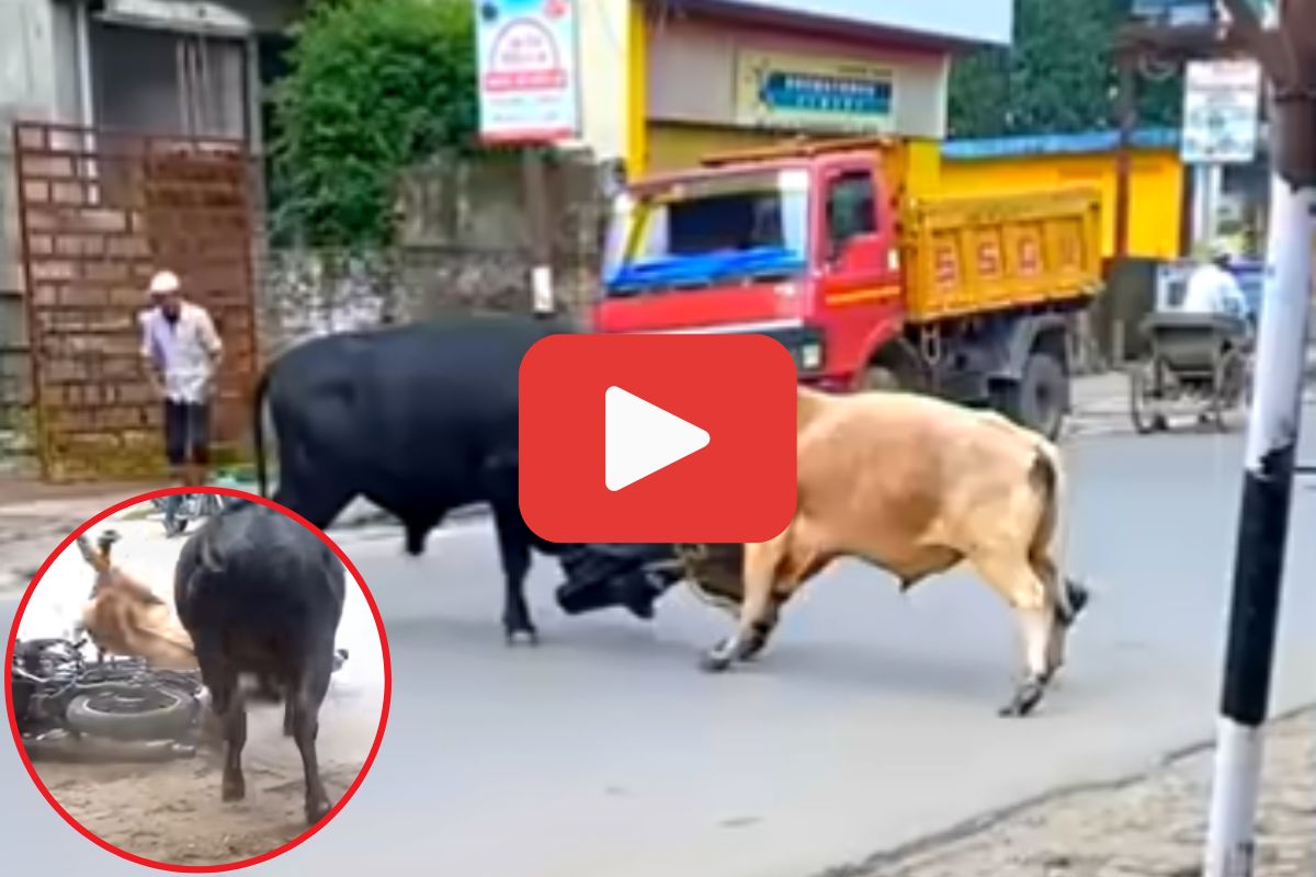 व्हायरल