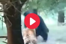 वाघावर अस्वल पडला भारी; शिकारीच्या नादात झाली भलतीच फजिती...पाहा Video