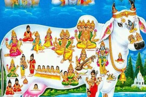 पद्म पुराणानुसार गाईच्या मुखात चार वेद वास करतात