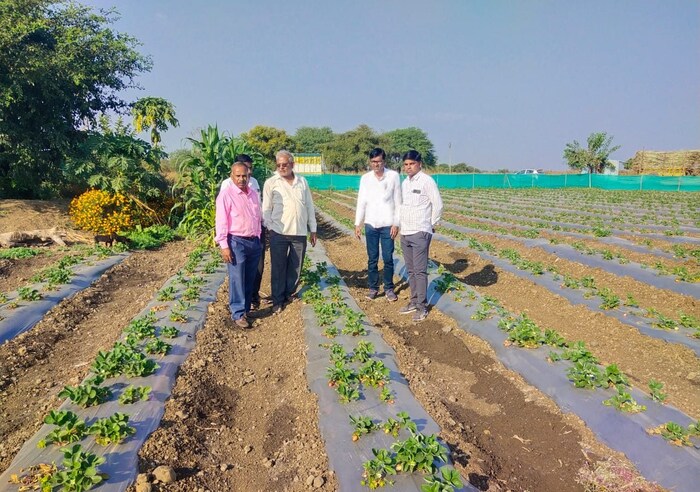  एकंदरीत कोरडवाहू समजल्या जाणाऱ्या उस्मानाबाद जिल्ह्यामध्ये सध्या स्ट्रॉबेरी ची शेती फायद्यात येताना दिसते आहे. 