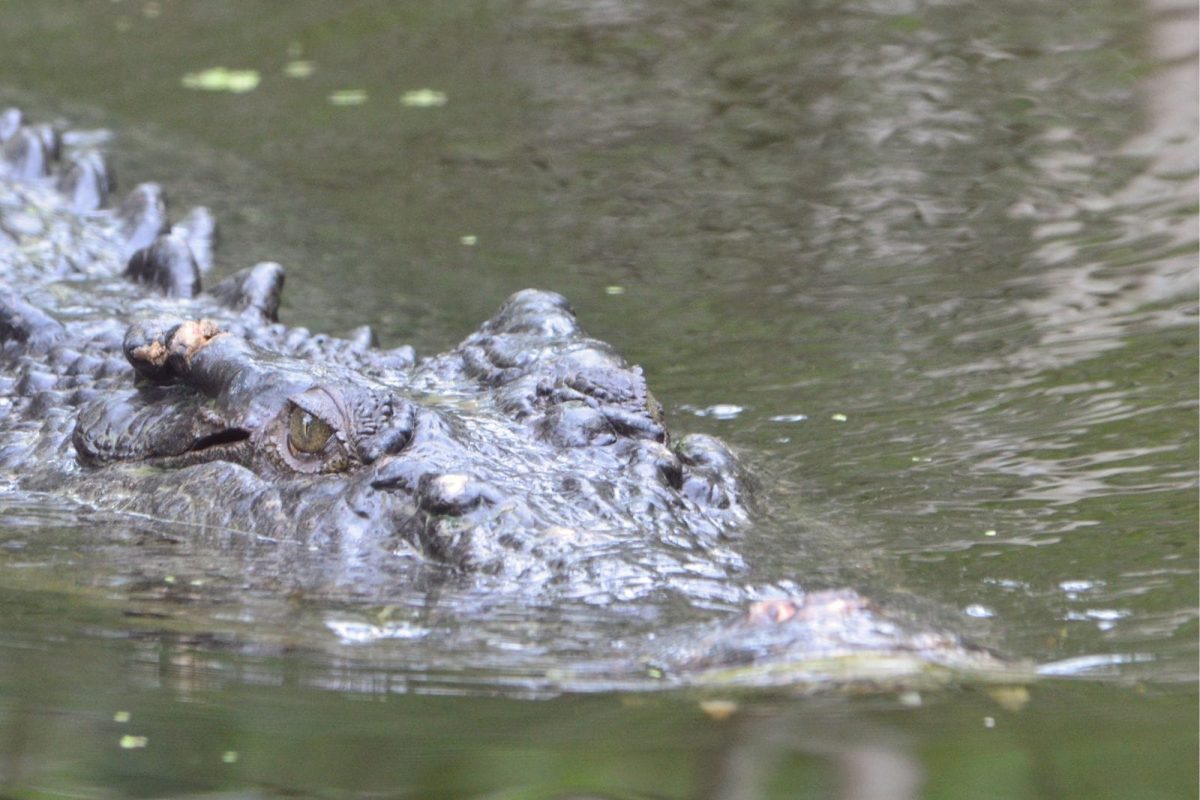 प्रतीकात्मक फोटो (सौजन्य - Canva)