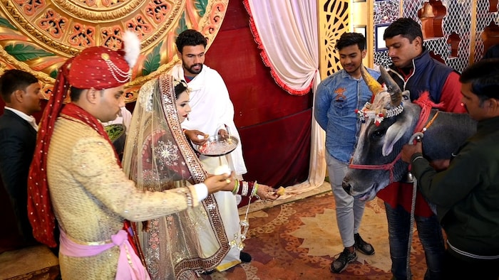 या लग्नात आणखी एक खास होतं ते म्हणजे गोमातेचं पूजन. वधू-वराने गाईला आपल्या हाताने खाऊ घातलं. गोमातेचं पूजन करून हा विवाह संपन्न झाला.
