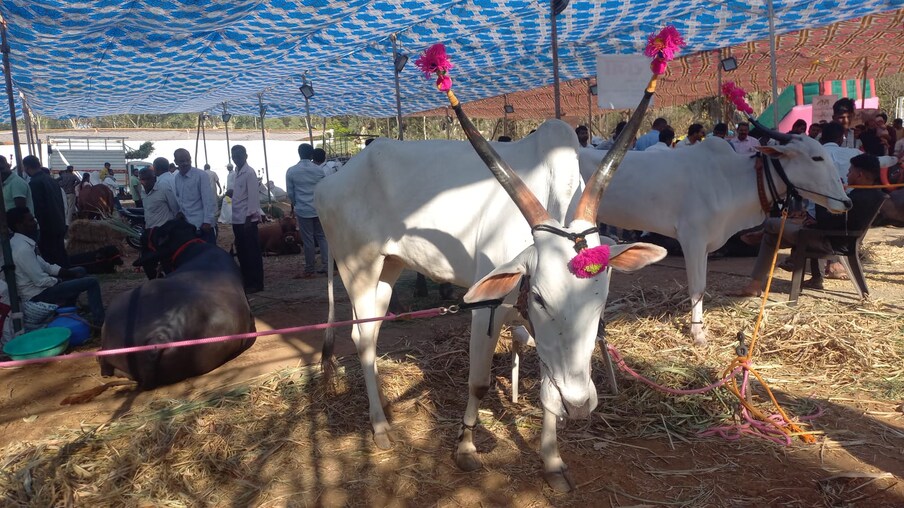  ,[object Object], झालेल्या कृषी प्रदर्शनात वेगवेगळ्या भागातील प्राण्यांनी सर्वांच लक्ष वेधून घेतलं.