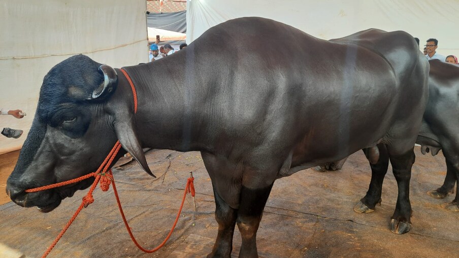 या प्रदर्शनात 12 कोटींच्या रेड्याची सर्वात जास्त हवा होती. कृषी प्रदर्शनात आलेला प्रत्येक जण हा रेडा पाहून थक्क होत होता. 