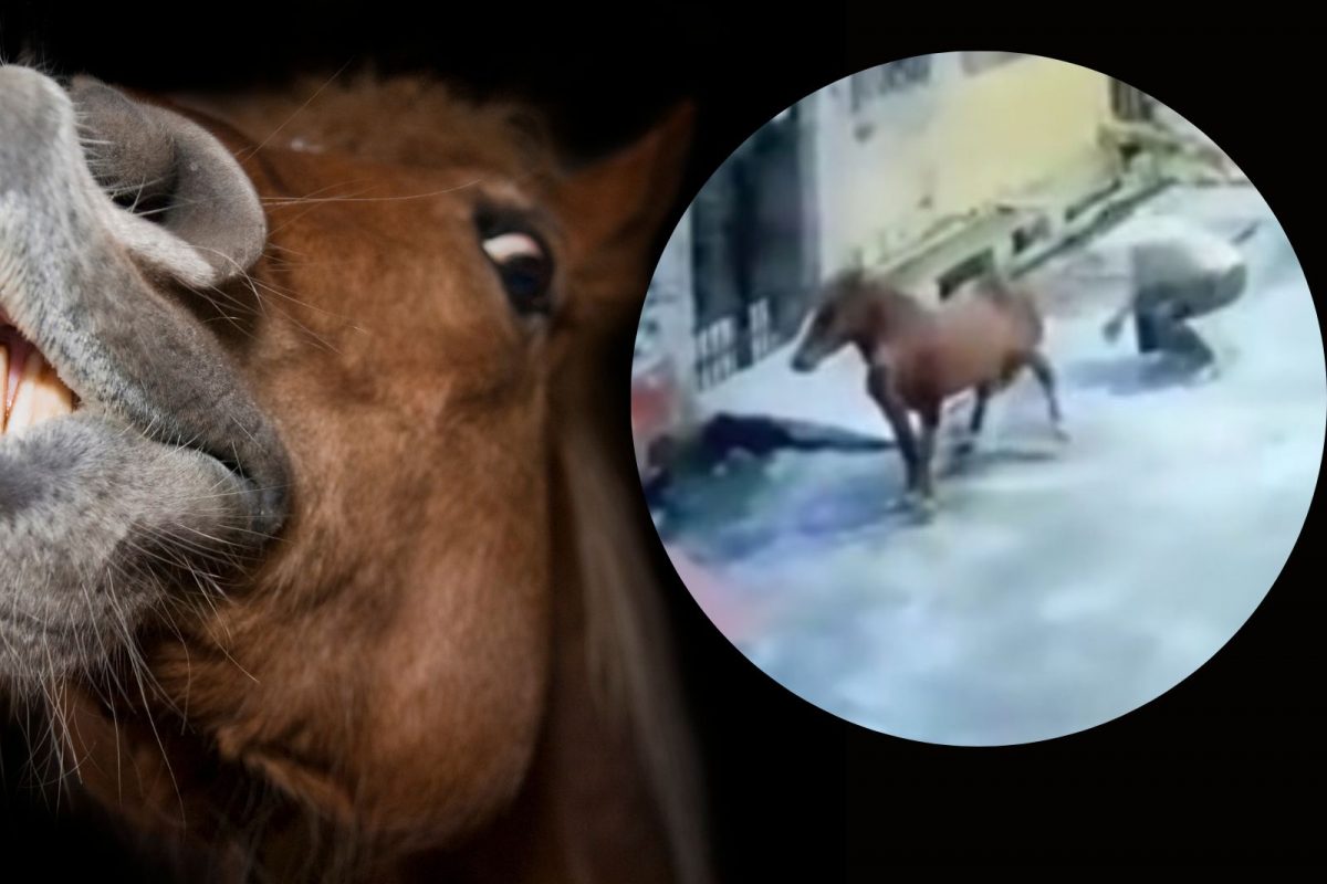 घोड्याचं खतरनाक रूप.