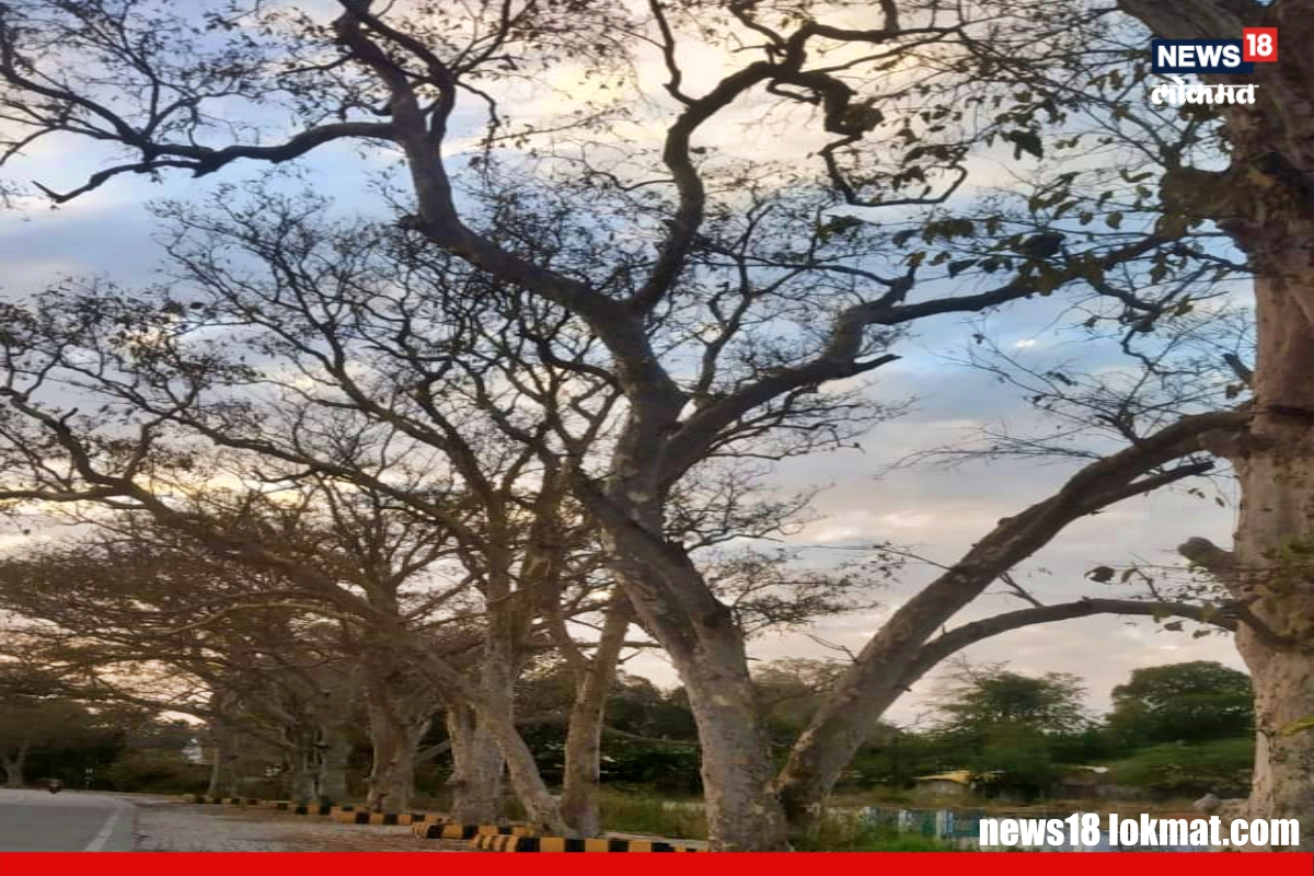 arjun trees on ramtek-tumsar national highway