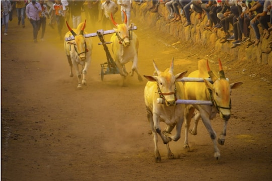 अमरावती जिल्ह्यात गेल्या 2 दिवसापासून शंकर पट सुरू आहे. पट पाहण्यासाठी महाराष्ट्रभरातून या ठिकाणी लोक येतात. मात्र सोमवारी 