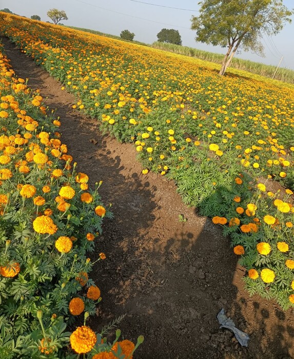 शेतकरी पारंपारिक शेतीला फाटा देत आधुनिक शेतीकडे आपला मोर्चा वळवत आहेत. कमी मेहनत आणि अगदी कमी वेळात जास्तीत जास्त उत्पन्न मिळावे अशी प्रत्येक शेतकऱ्याची अपेक्षा असते. बीड जिल्ह्यातील एका शेतकऱ्याने आधुनिक शेती करत लाखो रुपयांचे उत्पन्न घेतले आहे.