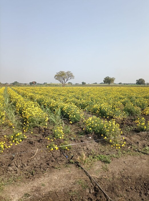 बीड जिल्ह्यातील एका शेतकऱ्याने दोन एकर क्षेत्रामध्ये झेंडूच्या फुलांची लागवड केली आहे. या शेतीतून त्याने लाखो रुपयांचे उत्पन्न देखील घेतलं आहे. 