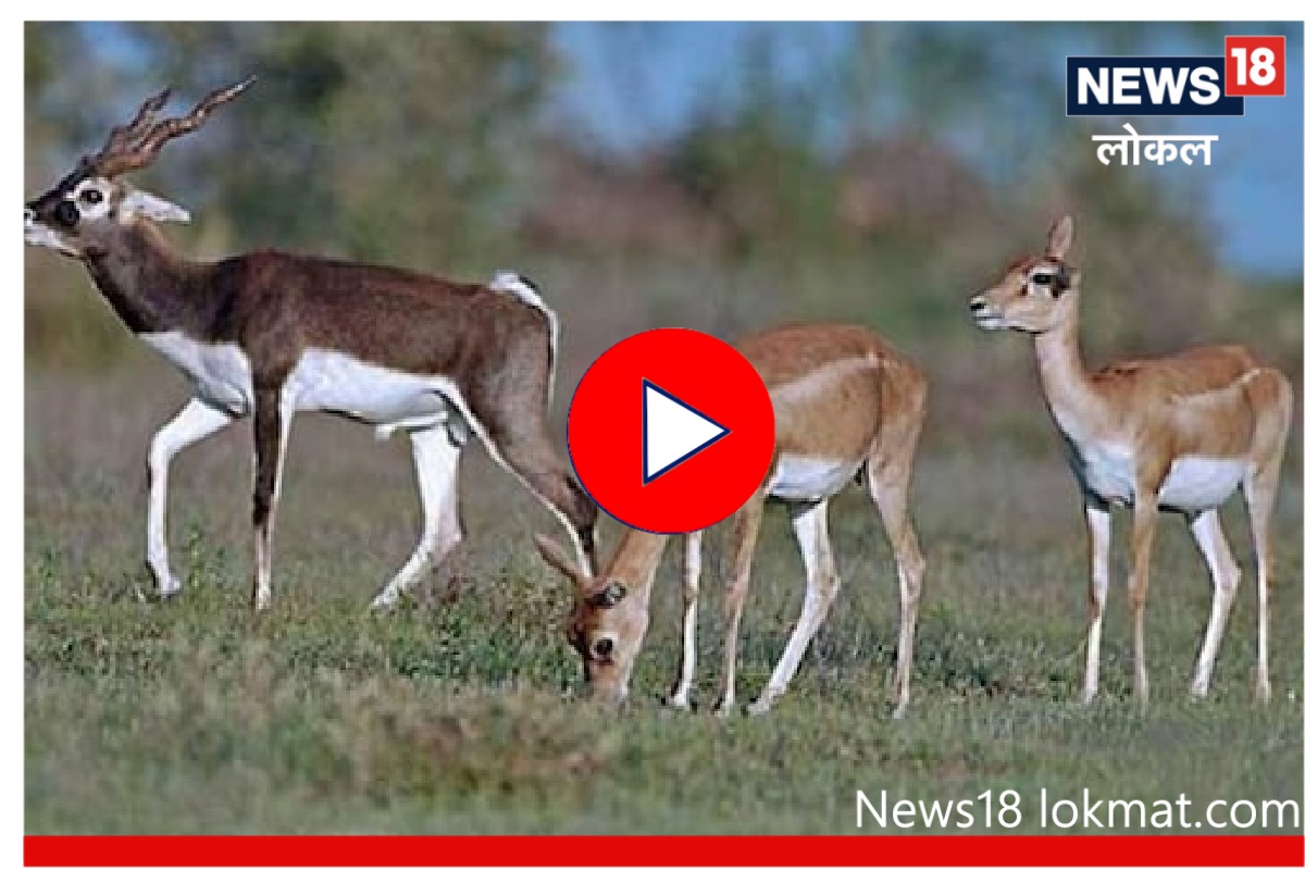 Blackbuck : सोलापूर जिल्ह्यातील काळविटांना कशाचा आहे सर्वाधिक धोका? पाहा Video