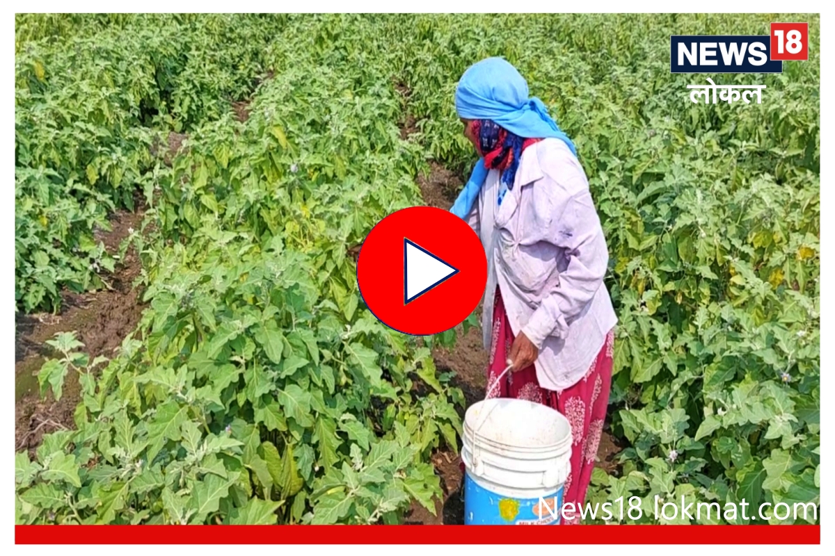 मकर संक्रांतीच्या तोंडावर सांगलीतील शेतकरी अडचणीत, पाहा Video