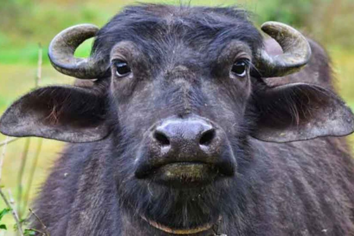 प्रतीकात्मक फोटो