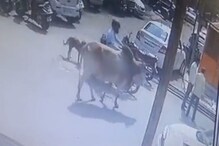 VIDEO-चालता चालता अचानक चवताळला शांत बैल आणि...; पुण्याच्या रस्त्यावर भयंकर घडलं VIDEO-चालता चालता अचानक चवताळला शांत बैल आणि...; पुण्याच्या रस्त्यावर भयंकर घडलं