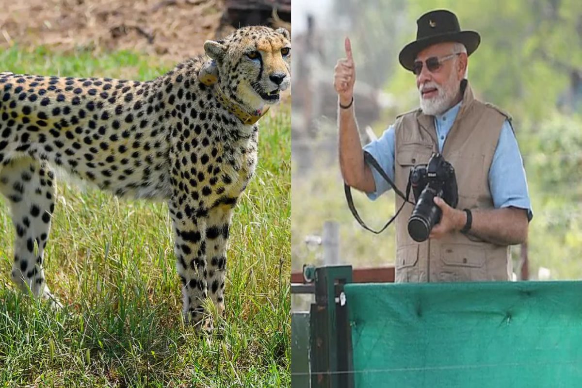 दक्षिण आफ्रिकेच्या चित्त्यांना मिळणार नवीन घर, मोदी सरकारने तयार केला नवा प्लॅन