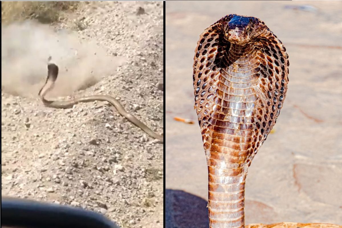 कर्माचं फळ! सापावर गोळ्या झाडल्या पण...; पुढच्याच क्षणी त्या व्यक्तीचाच खेळ खल्लास; खतरनाक VIDEO