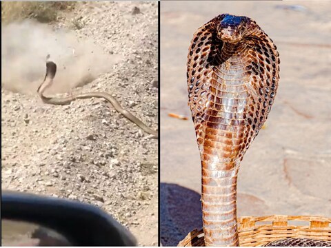 सापावर गोळीबार करत त्याचा जीव घेण्याचा प्रयत्न व्यक्तीला चांगलाच महागात पडला.