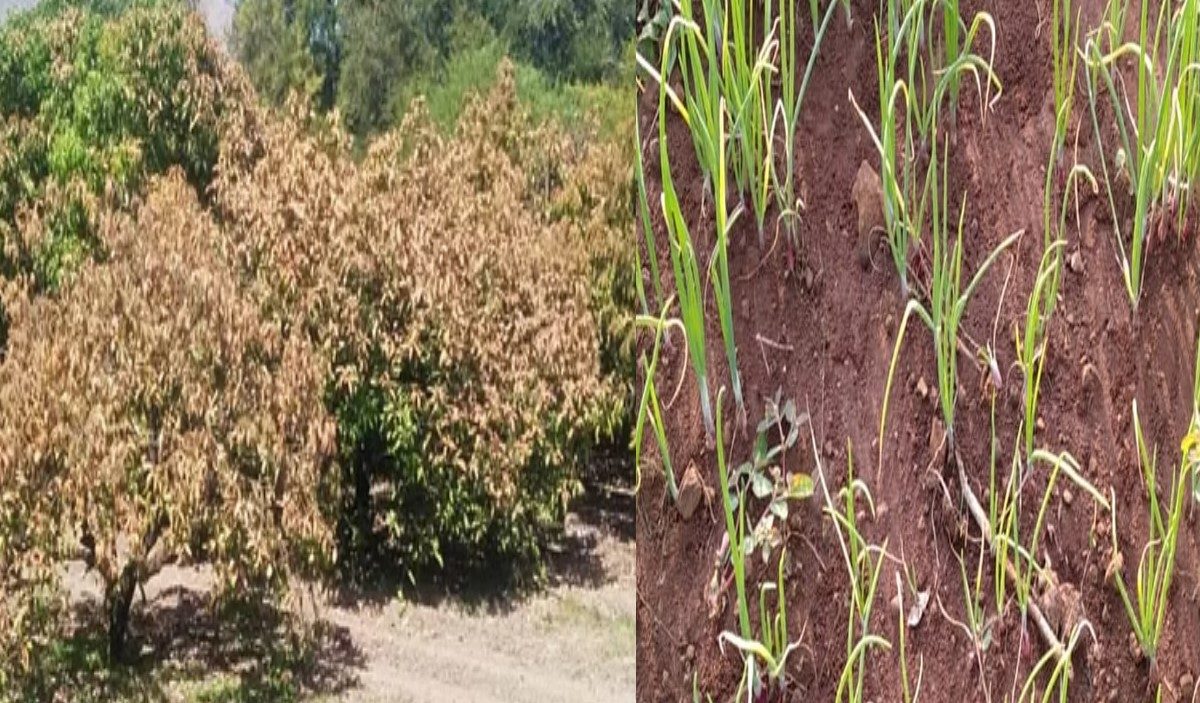 Farmer Damage Crops Cold : थंडीने आणलं शेतकऱ्यांच्या डोळ्यात पाणी, चांद्यापासून बांद्यापर्यंत पिकांवर रोगाचं सावट