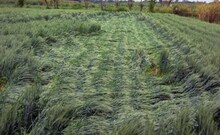 अवकाळी पावसानं पीक खराब झालं, टेन्शन घेऊ नका, विम्यासाठी असा करा क्लेम