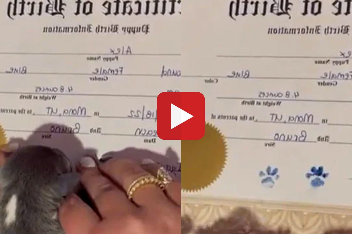 व्हायरल व्हिडीओ