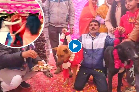 dog wedding
