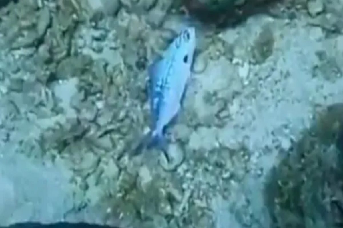 ‘हा’ व्हिडिओ पाहिल्यानंतर तुम्हीही प्लॅस्टिक पिशव्यांचा वापर करण्यापूर्वी विचार कराल, बघा नेमकं काय घडलयं?