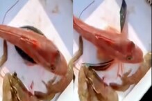 आश्चर्य! पाण्याबाहेर येताच माशाला फुटले पंख; विश्वास बसत नाही तर पाहा हा VIDEO